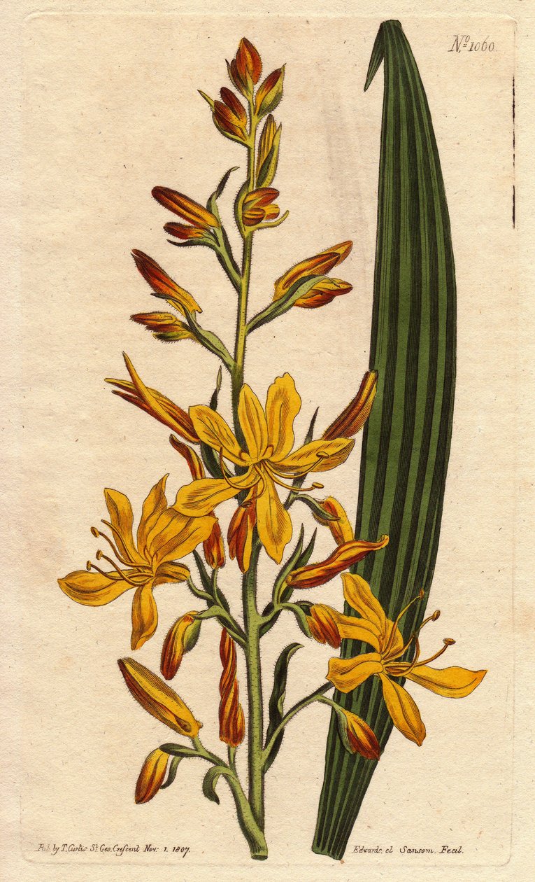 Wachendorfia (rød rod) har stor gul og orange blomst i spidsen. Højblomstrende wachendorfia med gule og orange piggede blomster. En indfødt i Sydafrika. Wachendorfia thyrsiflora. Håndkoloreret kobberstik fra en botanisk illustration af Syd af Sydenham Teast Edwards