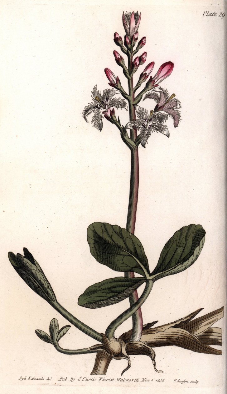 Vand trefle eller menyanthe vand trefle. Farvet kobberstik, illustration af Sydenham Edwards (1768-1819) til Conferences of Botanical, Botanical Garden of Lambeth (England) af Sydenham Teast Edwards