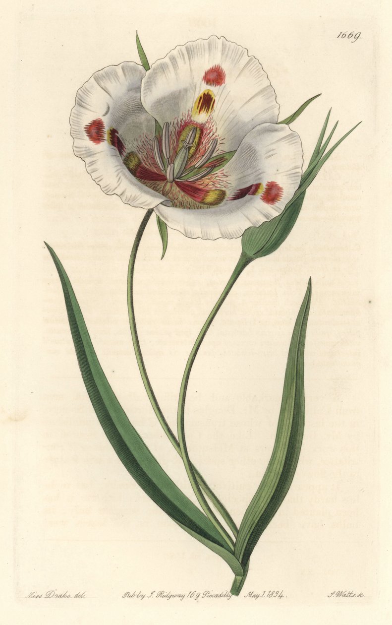 Hvidblomstret calochorte (mariposa), hjemmehørende i Californien - Plettet calochortus eller sommerfugl mariposa lilje, Calochortus venustus, hjemmehørende i Californien - Håndfarvet kobberstik af S. Watts efter en illustration af Miss Drake, fra Sydenham  af Sydenham Teast Edwards