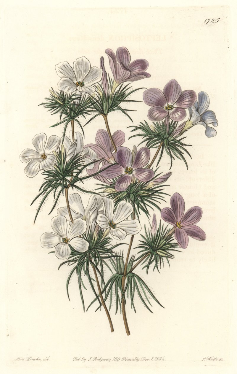 White and Purple Leptosiphon - Strong Water af S. Watts fra en illustration af Sarah Anne Drake (1803-1857), fra det botaniske register af Sydenham Teast Edwards