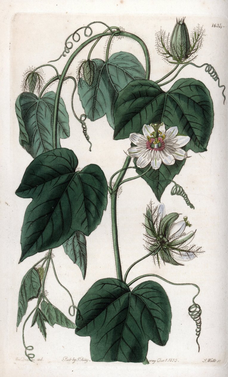 Hvid blomst passionflower - Indgraveret tavle af S.Watts, fra en illustration af Sarah Anne Drake (1803-1857), fra Botanical Register of Sydenham Edwards (1768-1819), England af Sydenham Teast Edwards