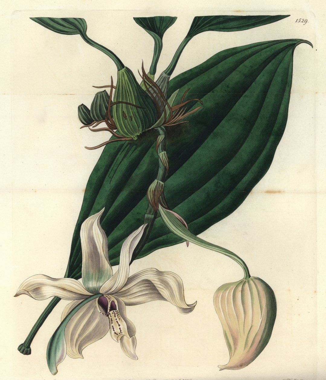 Hvid orkidé variant - Stanhopea grandiflora orkidé (Elfenbenslæbede stanhopea, Stanhopea eburnea). Kobberstik af S. Watts efter en illustration af Miss Jane Edwards fra Sydenham Edwards