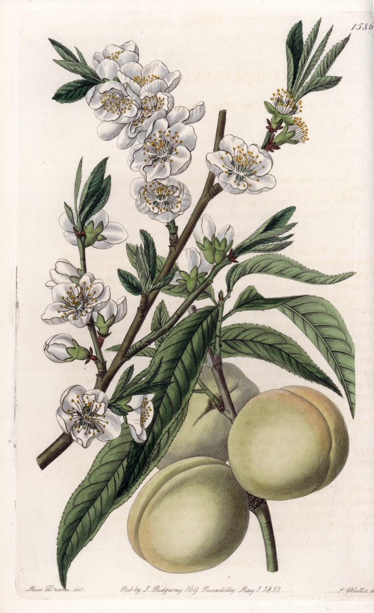Hvid pecher - plade graveret af S.Watts, fra en illustration af Sarah Anne Drake (1803-1857), fra Botanical Register of Sydenham Edwards (1768-1819), England af Sydenham Teast Edwards