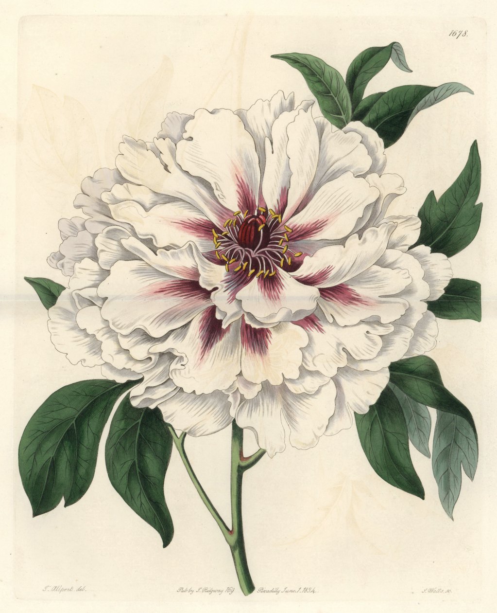 Hvid buskpæon - Stærkt vand af S. Watts fra en illustration af Thomas Allport (1804-1879), fra det botaniske register af Sydenham Teast Edwards