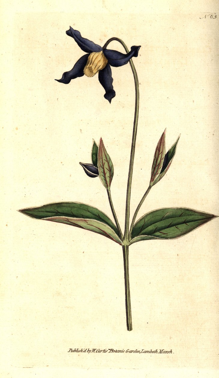 Helbladsklematit - helbladet klematis eller jomfrubuket, Clematis integrifolia. Håndfarvet kobberstik efter en botanisk illustration fra William Curtis