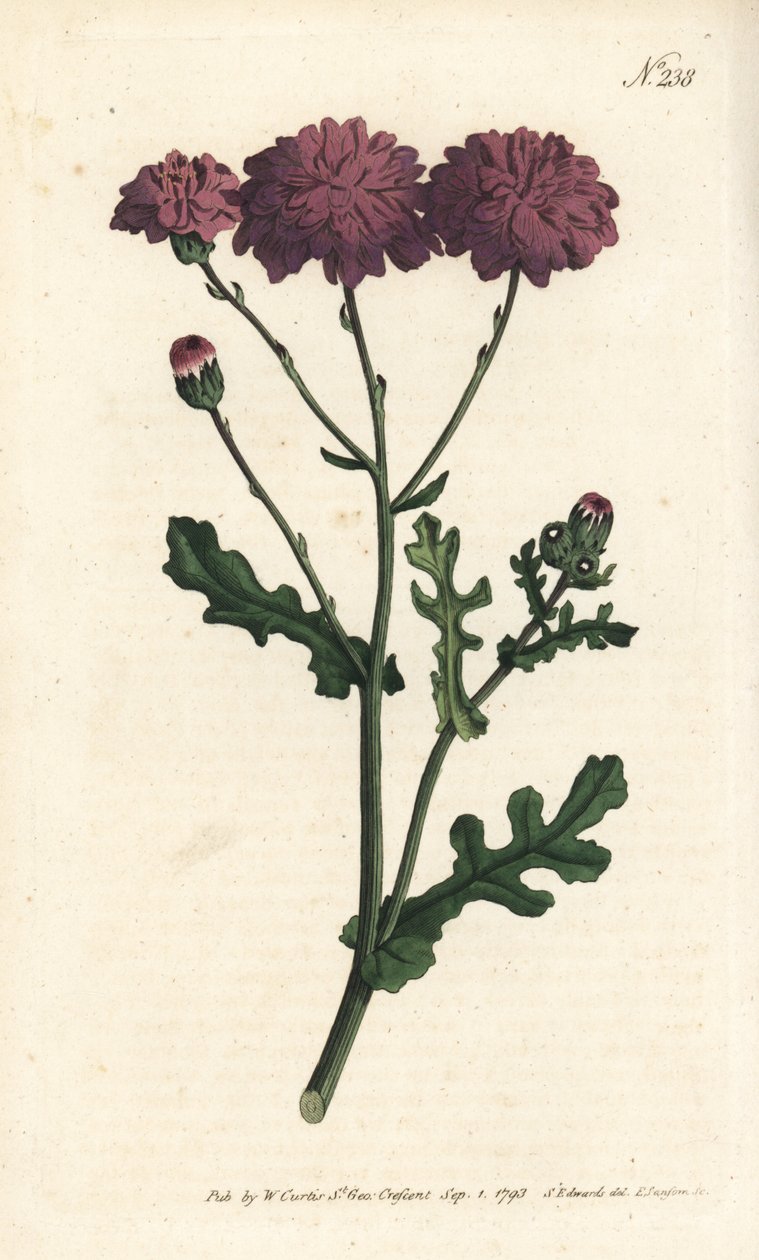Vild cineraire - Lilla jordsel eller ragwort, Senecio elegans. Håndfarvet kobberstik af Sansom efter en illustration af Sydenham Edwards fra William Curtis