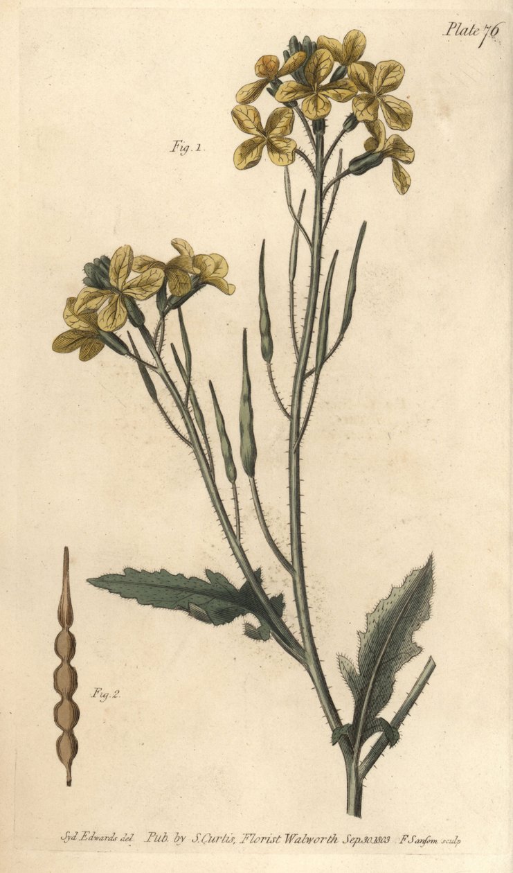 Vild radise, Raphanus raphanistrum, Siliquosa. Håndfarvet kobberstik af F. Sansom af en botanisk illustration af Sydenham Edwards til William Curtis