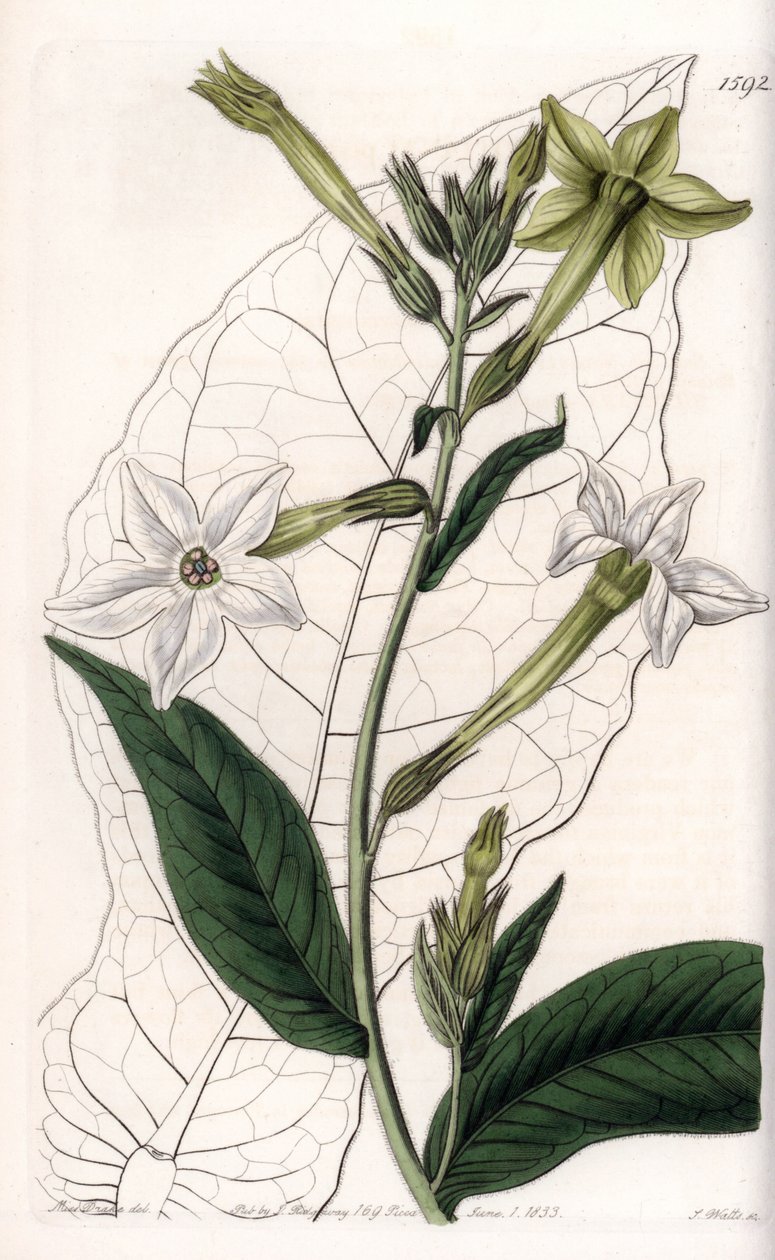 Vingetobak eller prydtobak - Tallerken indgraveret af S.Watts, fra en illustration af Sarah Anne Drake (1803-1857), fra Botanical Register of Sydenham Edwards (1768-1819), England af Sydenham Teast Edwards
