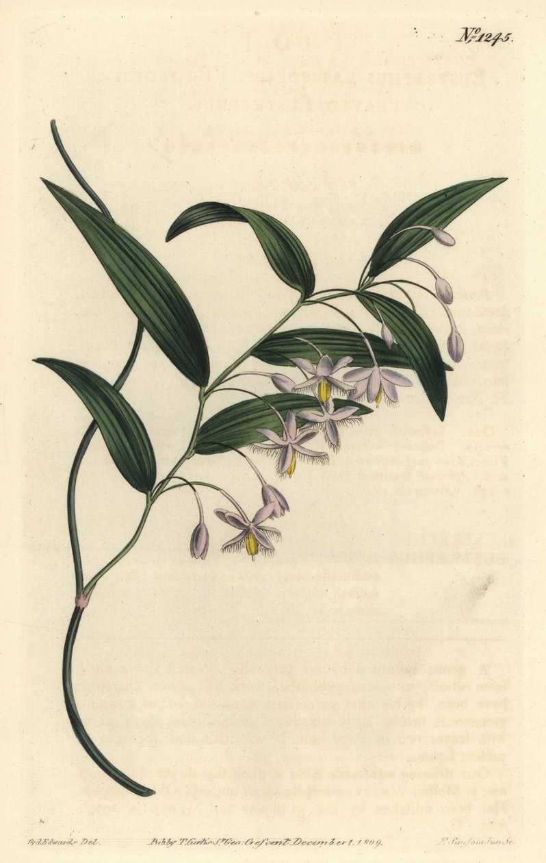 Wombatbær eller bredbladet eustrephus, Eustrephus latifolius. Håndfarvet kobberstik af F. Sansom Jr. efter en illustration af Sydenham Edwards fra William Curtis