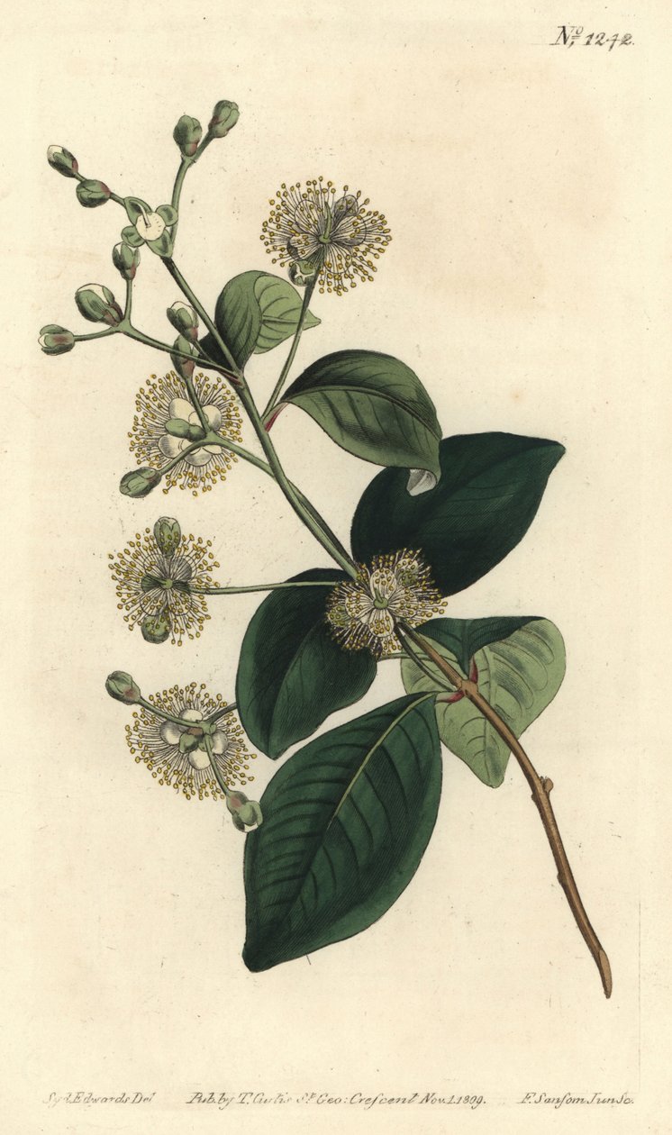 Træpele - Twinberry, Myrcianthes fragrans (sødduftende eugenia, Eugenia fragrans). Håndfarvet kobberstik af F. Sansom Jr. efter en illustration af Sydenham Edwards fra William Curtis