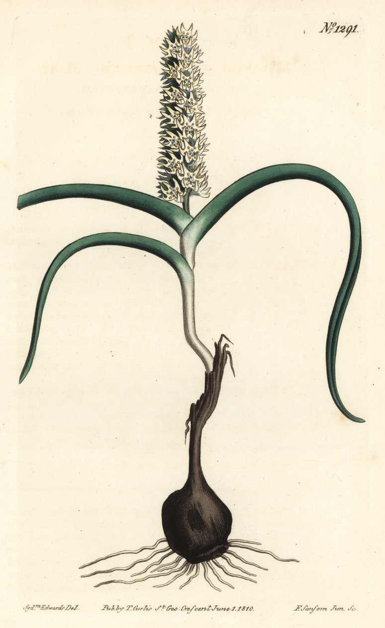 Wurmbea monopetala (mangeblomstret melanthium, Melanthium monopetalum). Håndfarvet kobberstik af F. Sansom Jr. efter en illustration af Sydenham Edwards fra William Curtis