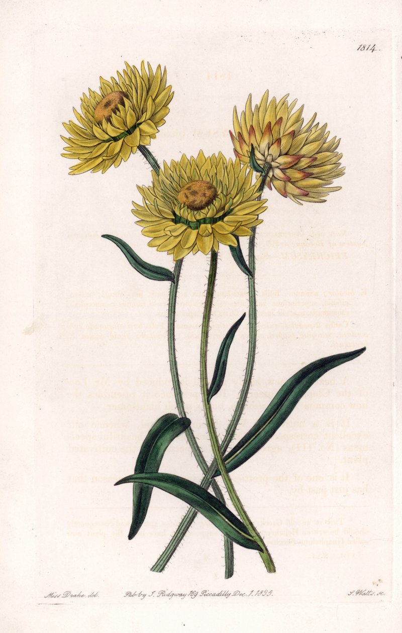 Xerochrysum variete, endemisk i Australien - graveret af S.Watts, fra en illustration af Sarah Anne Drake (1803-1857), fra Botanical Register of Sydenham Edwards (1768-1819), England af Sydenham Teast Edwards