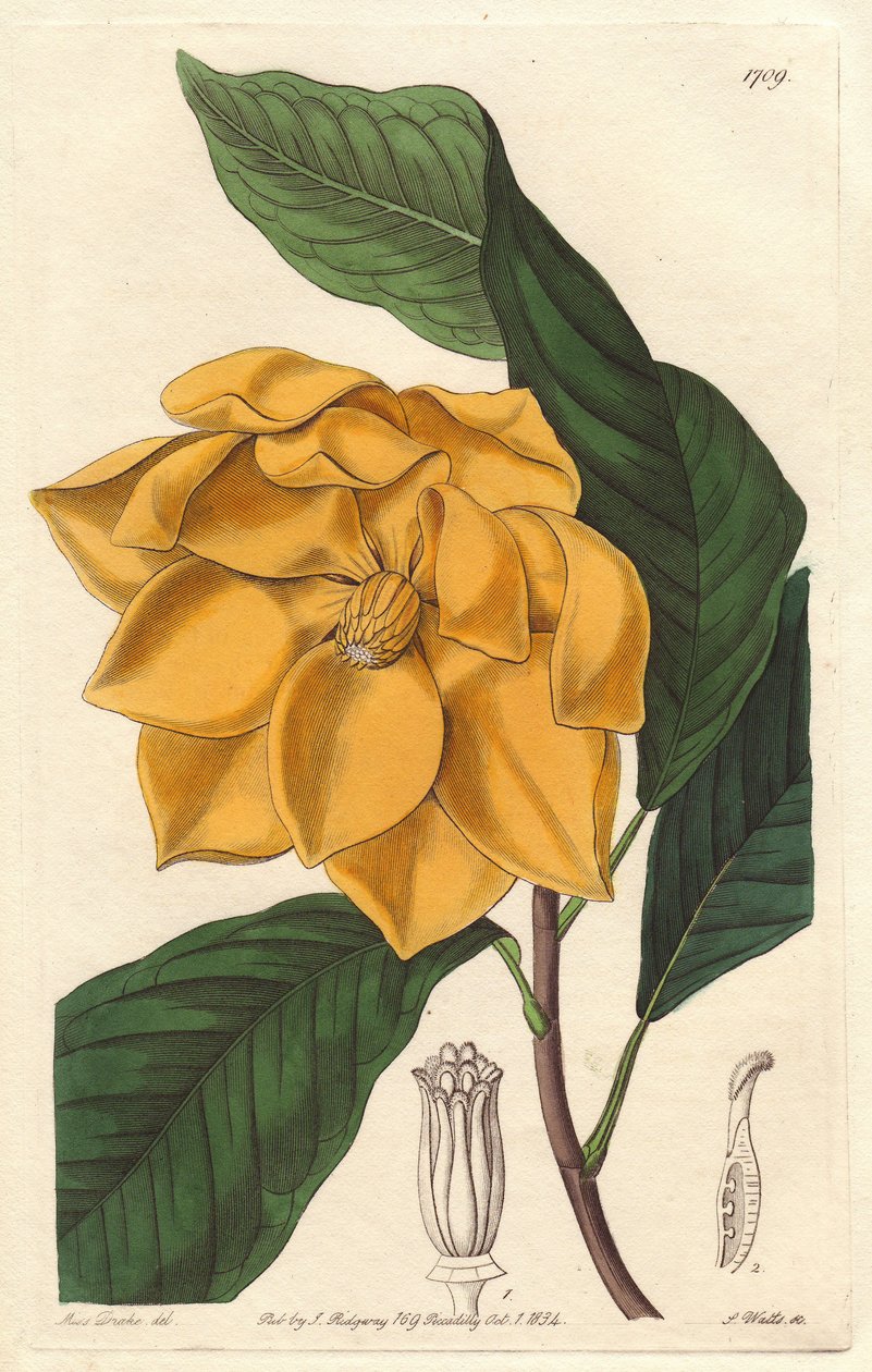 Gulblomstret Magnolia, hjemmehørende i Java (Indonesien) - Stærkt vand af S. Watts fra en illustration af Sarah Anne Drake (1803-1857), fra det botaniske register af Sydenham Teast Edwards