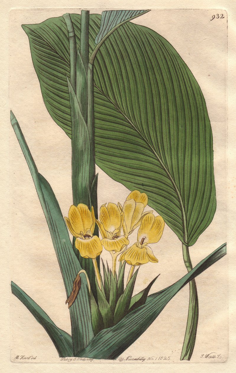 Gulblomstret calathea, hjemmehørende i Brasilien - S. Watts stærkt vand fra en illustration af M. Mart, fra det botaniske register af Sydenham Teast Edwards