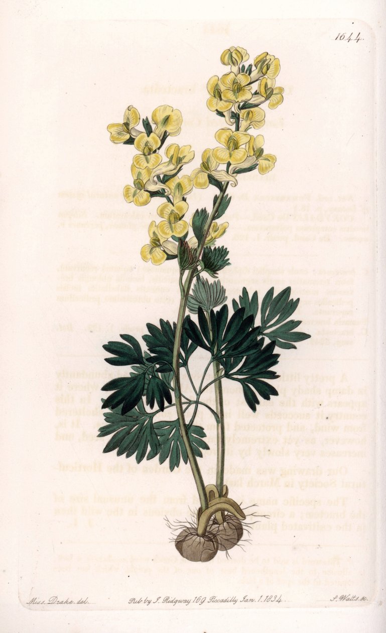 Yellow-flowered corydale variete - Graveret af S.Watts, efter en illustration af Sarah Anne Drake (1803-1857), fra Sydenham Edwards