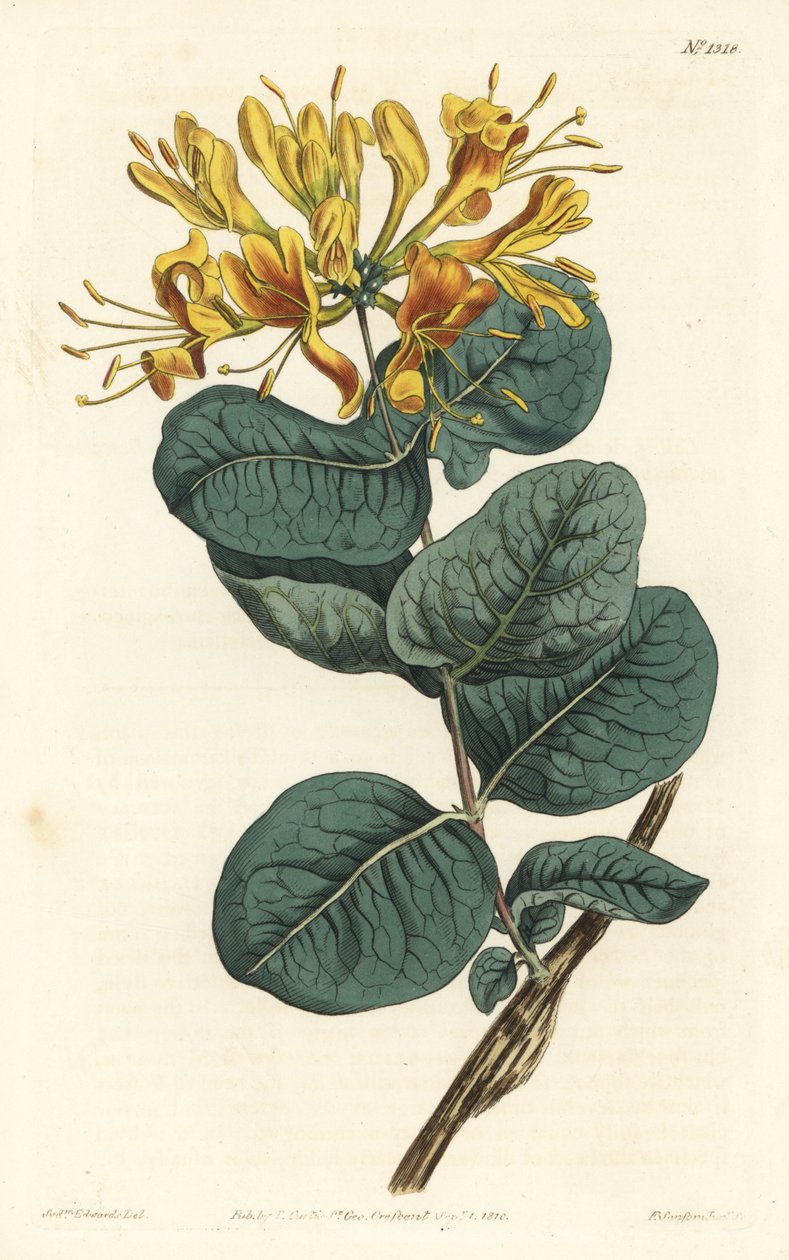 Gulblomstret træbine, Lonicera flava. Håndfarvet kobberstik af F. Sansom Jr. efter en illustration af Sydenham Edwards fra William Curtis