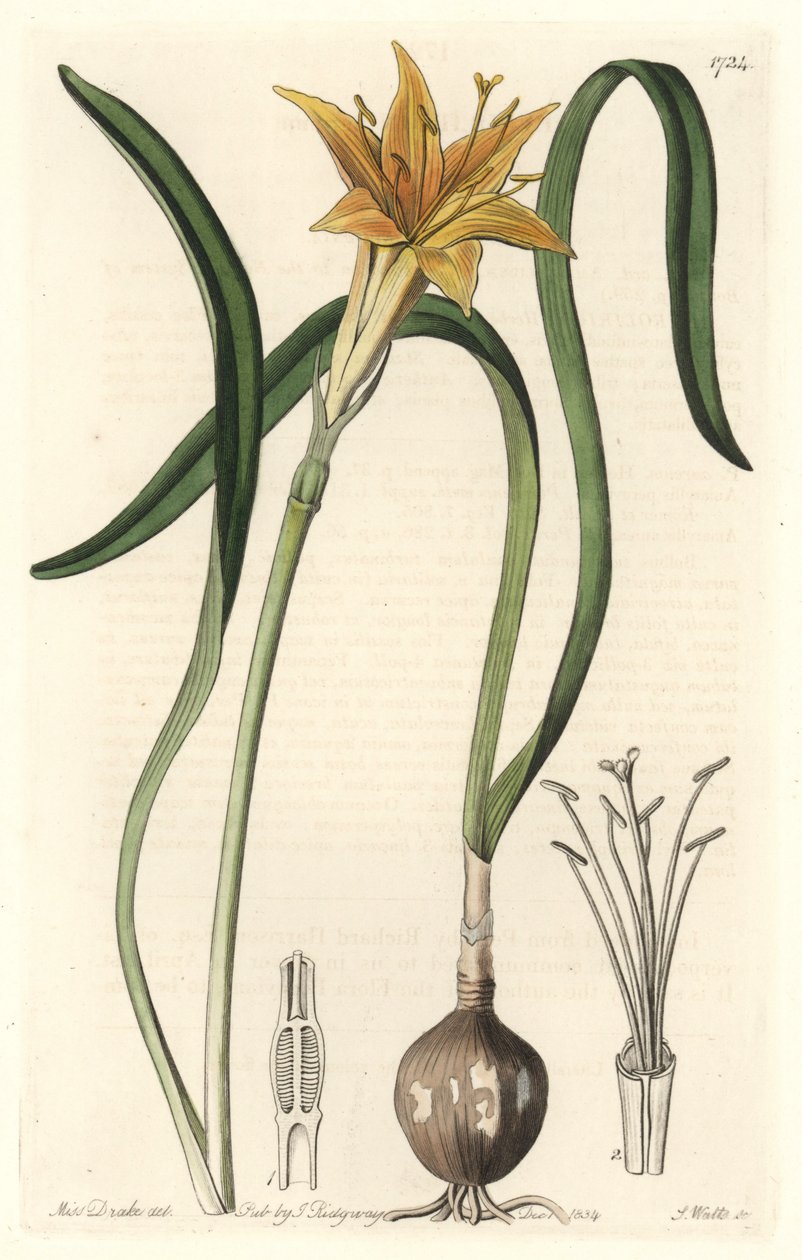 Gul pyrolirion (Amaryllis arvensis), hjemmehørende i Peru - Stærkt vand af S. Watts fra en illustration af Sarah Anne Drake (1803-1857), udtrukket fra det botaniske register af Sydenham Teast Edwards