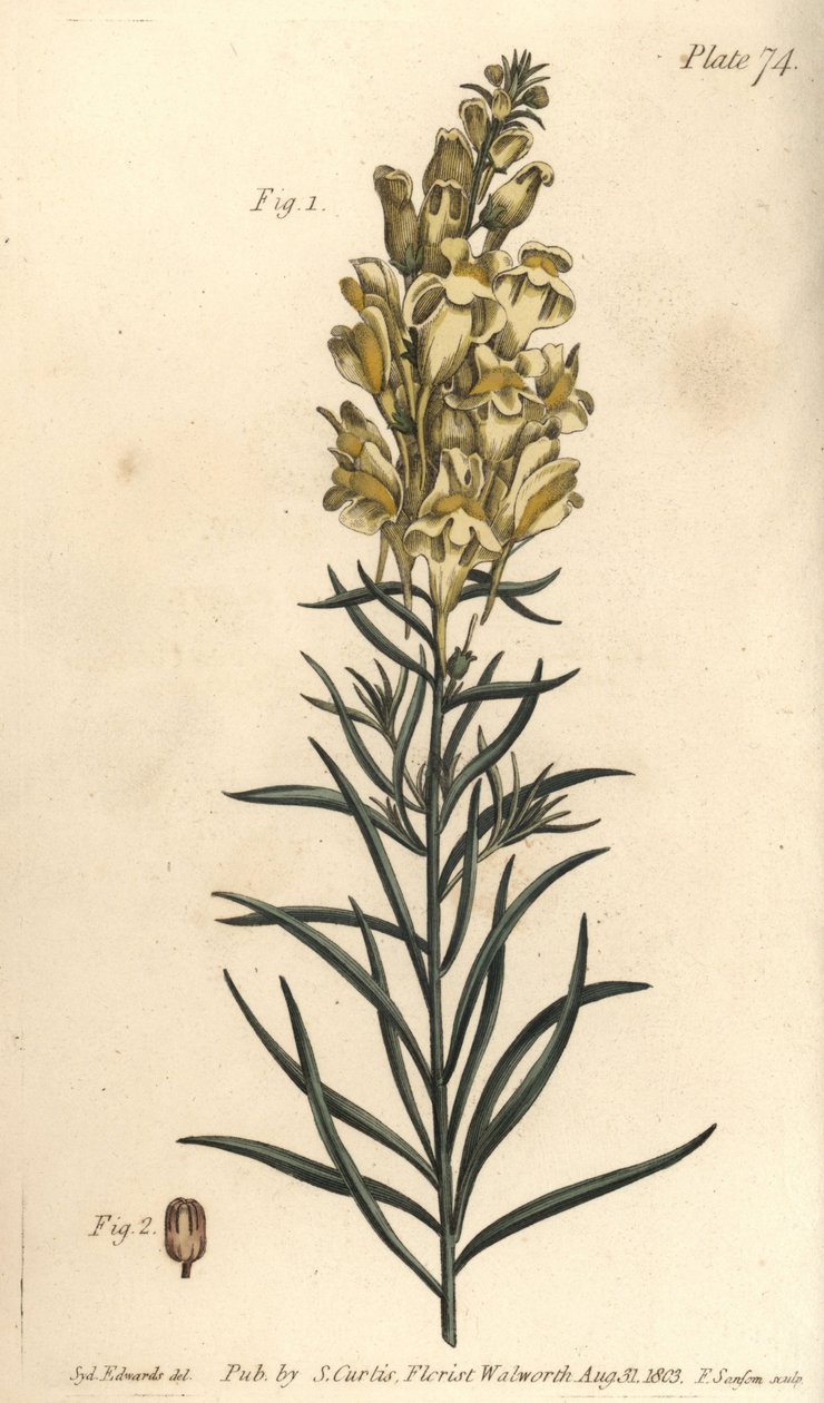 Gul tudsehør eller snapdragon, Antirrhinum majus, Angiospermia. Håndfarvet kobberstik af F. Sansom af en botanisk illustration af Sydenham Edwards til William Curtis
