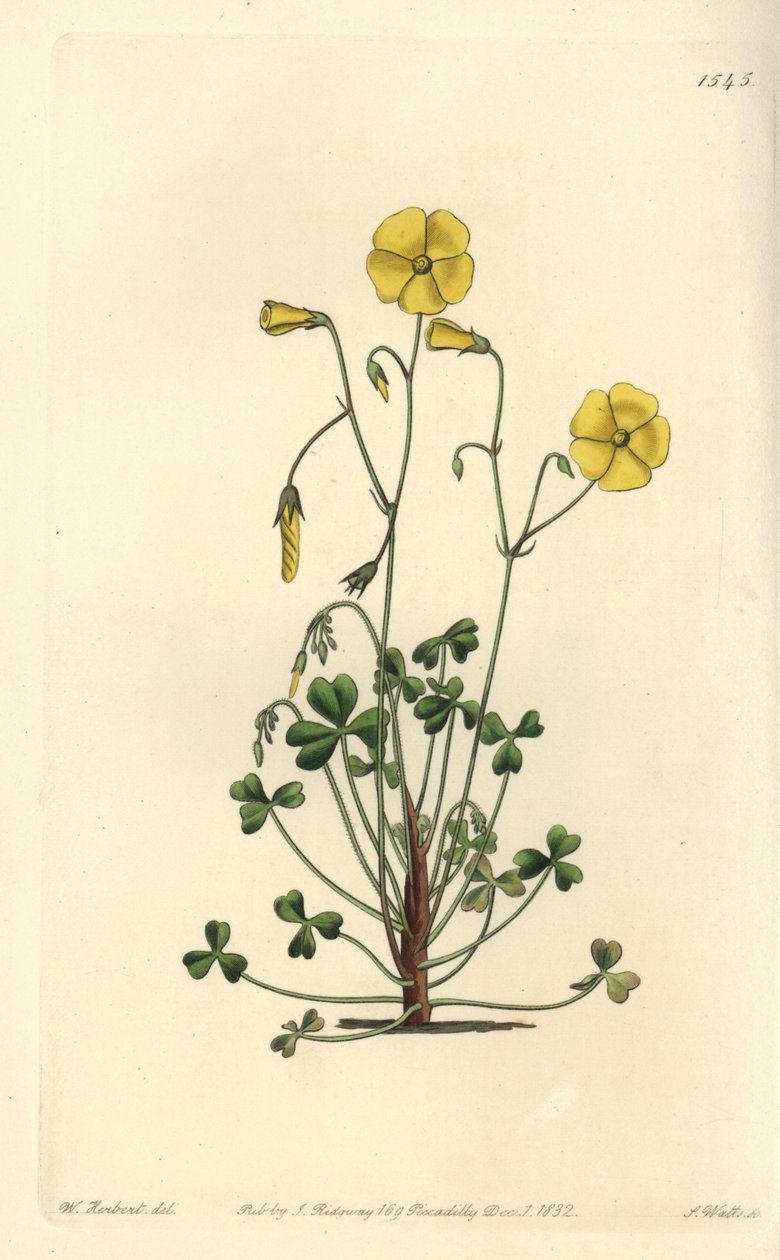 Gul skovsyre, Oxalis micrantha (Cummings oxalis, Oxalis cummingii). Håndfarvet kobberstik af S. Watts efter en illustration af William Herbert fra Sydenham Edwards