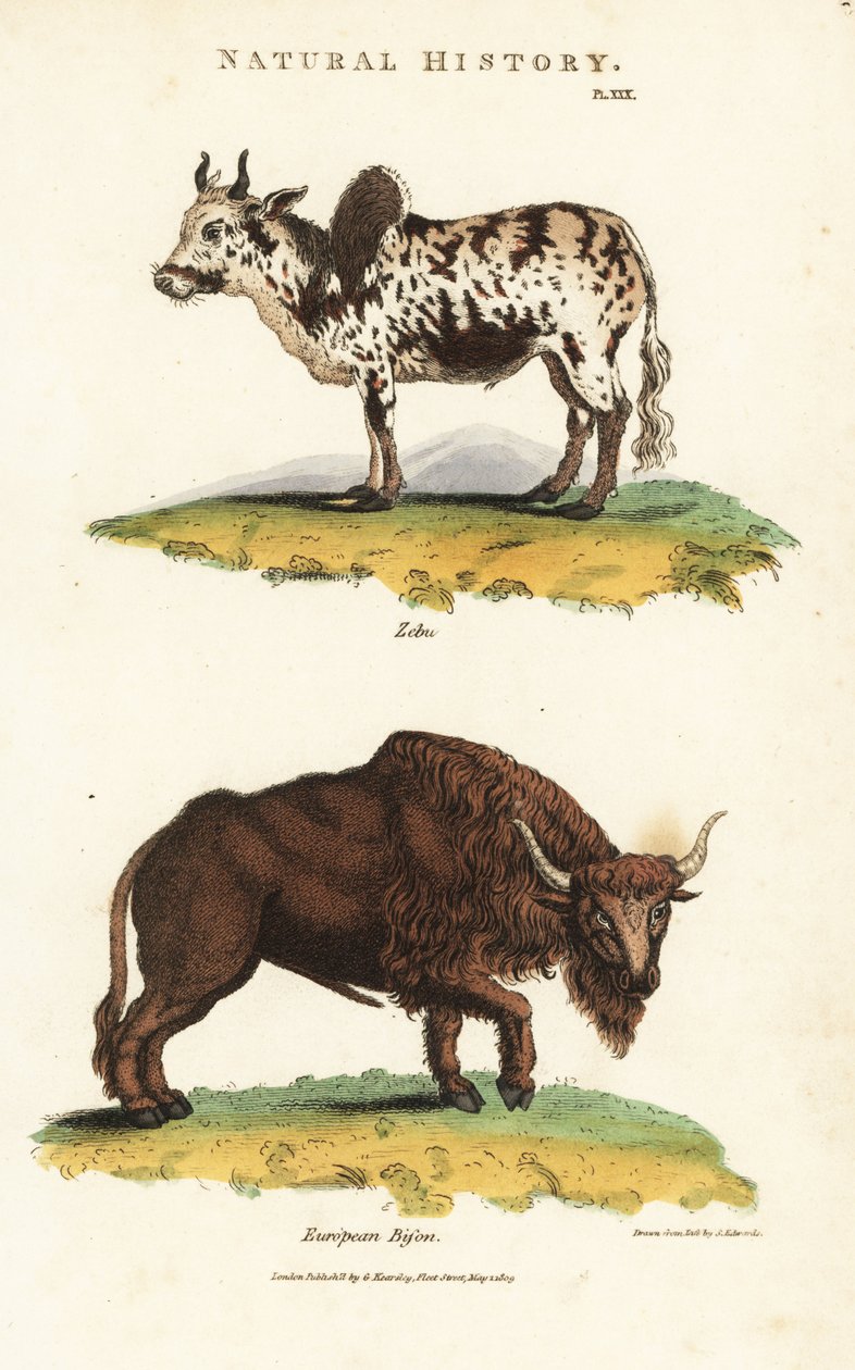 Zebu og bison - Zebu puklede kvæg, Bos indicus, og europæisk bison, Bison bonasus. Håndfarvet kobberstik efter Sydenham Edwards fra John Mason Goods Pantologia, a New Encyclopedia, G. Kearsley, London af Sydenham Teast Edwards