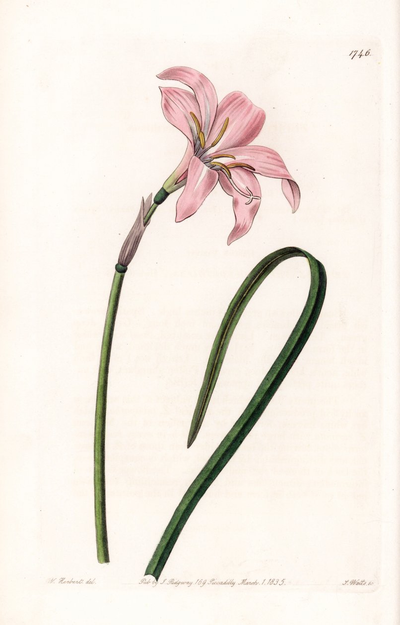 Zephyranthes hybrid sort - Plade indgraveret af S.Watts, fra en illustration af Sarah Anne Drake (1803-1857), fra Botanical Register of Sydenham Edwards (1768-1819), England af Sydenham Teast Edwards