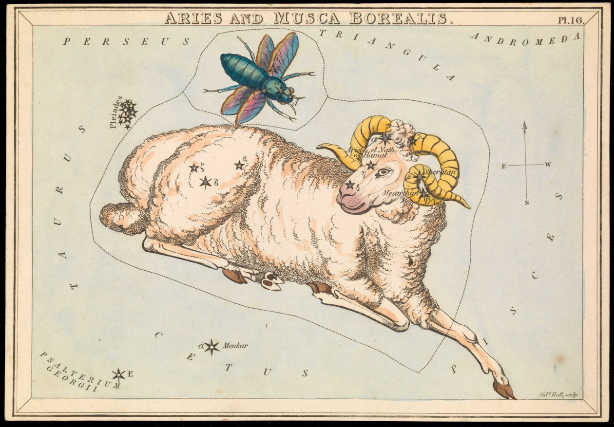 Vædder og Musca borealis, ca. 1825 (kort, papir, væv) af Sydney Hall