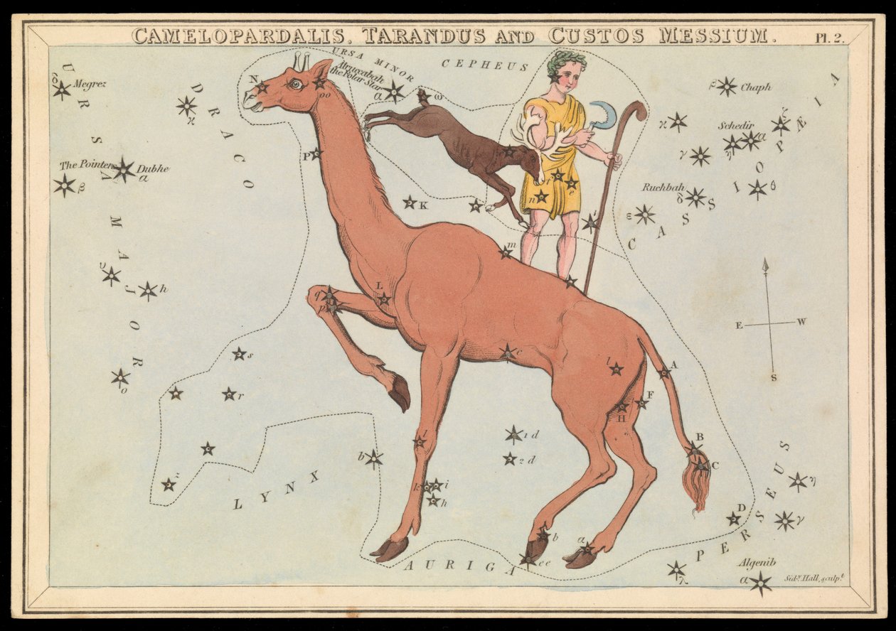 Camelopadalis, Tarandus og Custos Messium, ca. 1825 (kort, papir, væv) af Sydney Hall