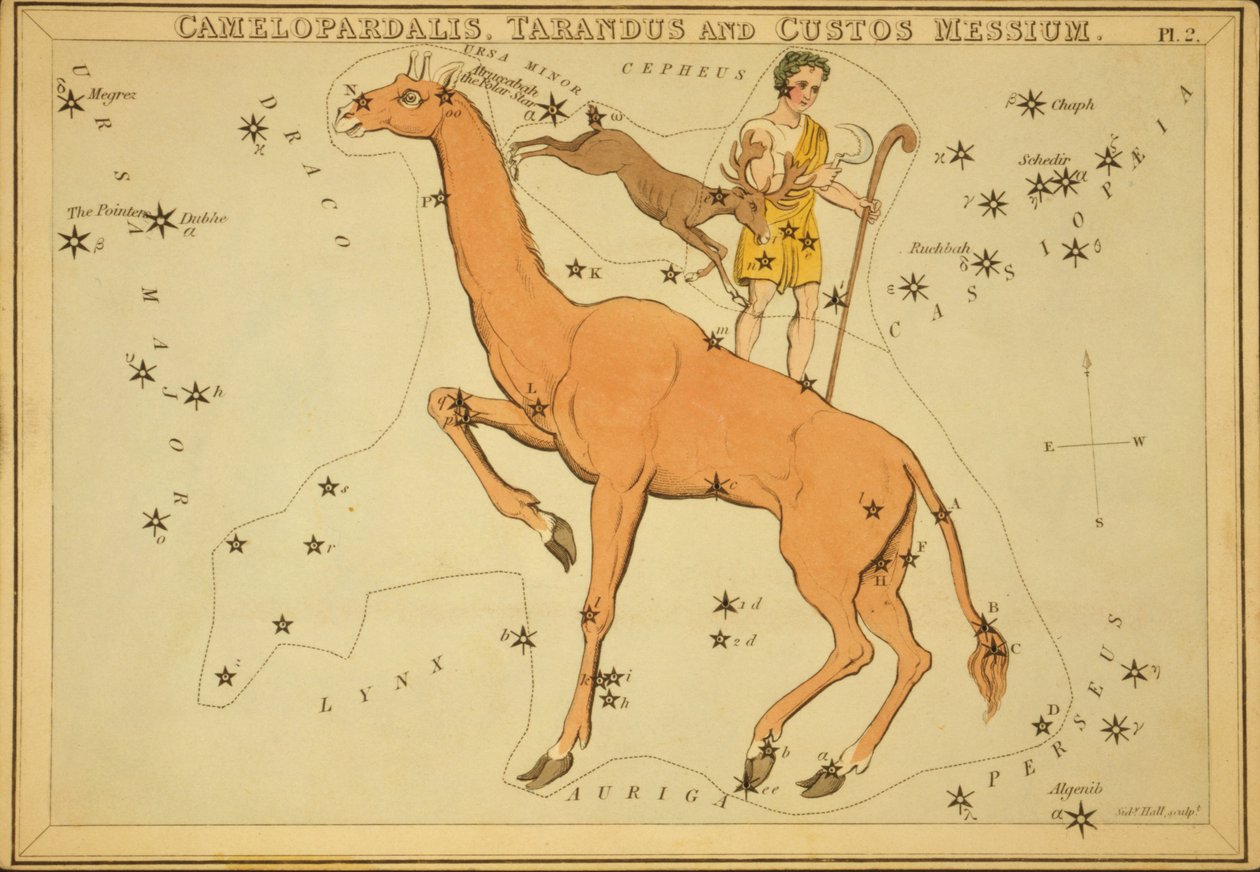 Camelopardalis, Tarandus og Custos Messius, Illustration fra 