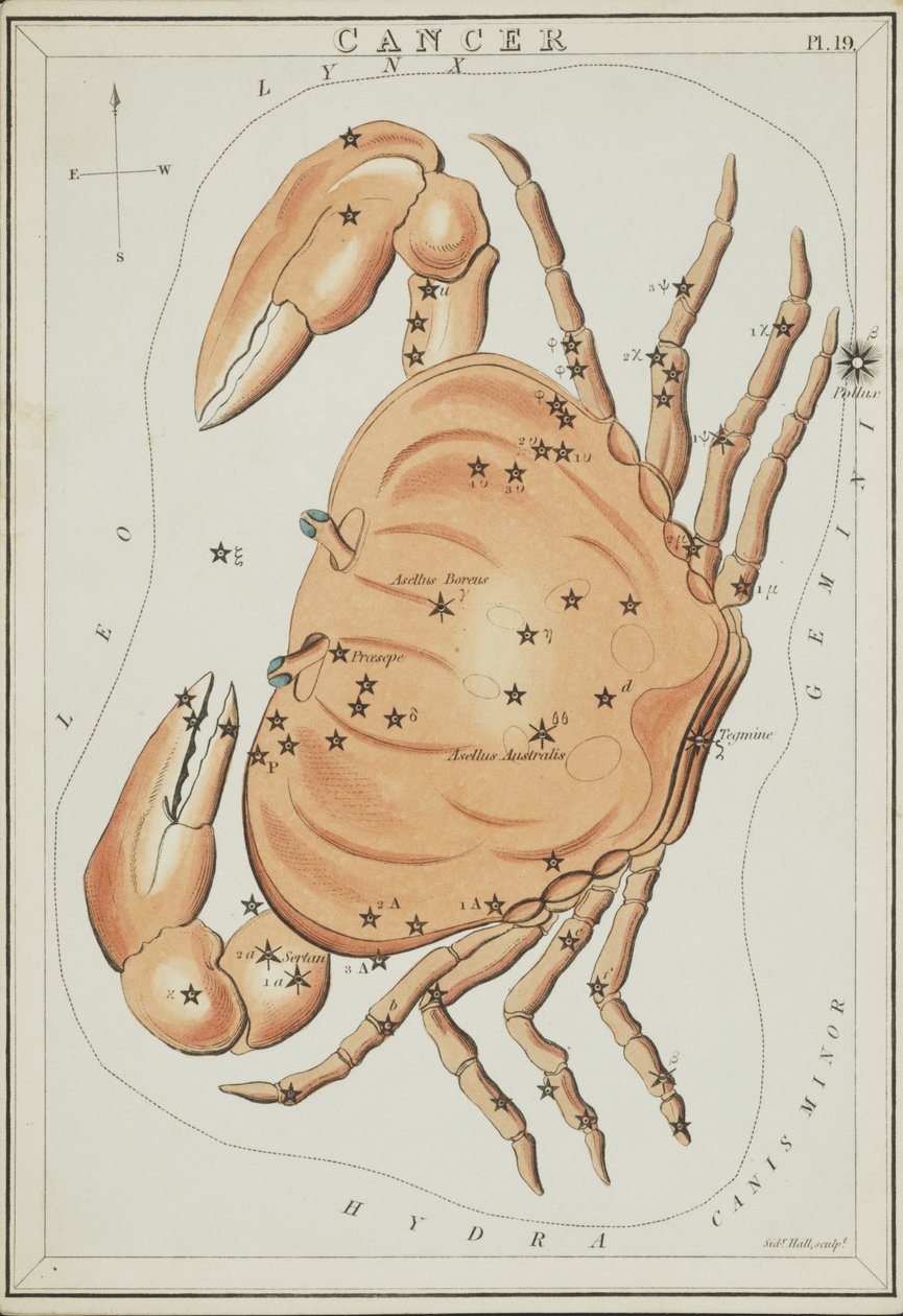 Kræft, Illustration fra 
