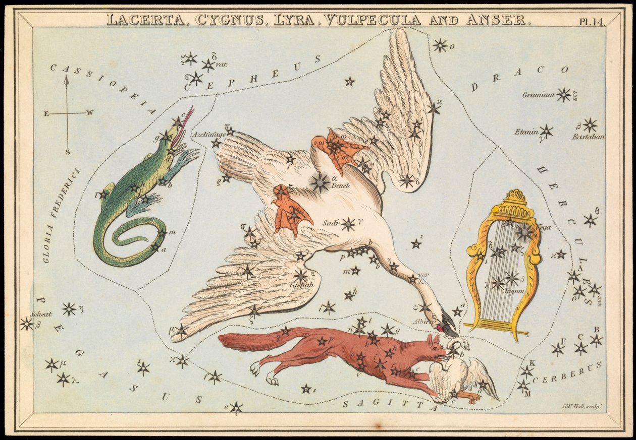 Lacerta, Cygnus, Lyra, Vulpecula og Anser, ca. 1825 (kort, papir, væv) af Sydney Hall