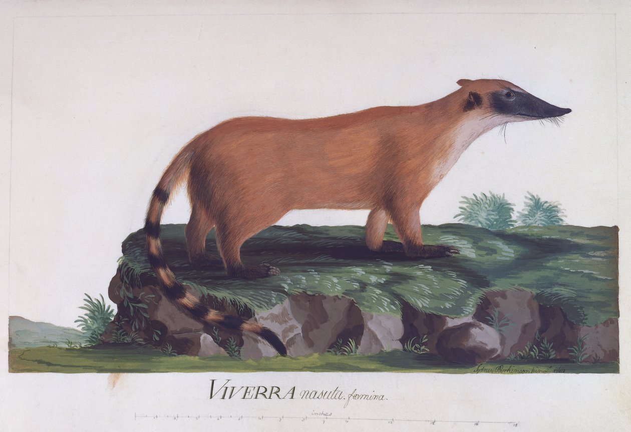 Kvinde af Viverra nasuta, farvet gravering af Sidney Parkinson (ca 1745-1771) af Sydney Parkinson