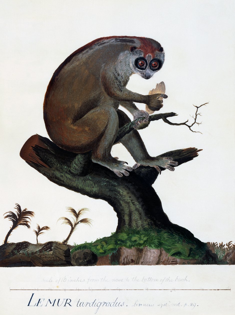 En langsomt bevægende lemur af Sydney Parkinson