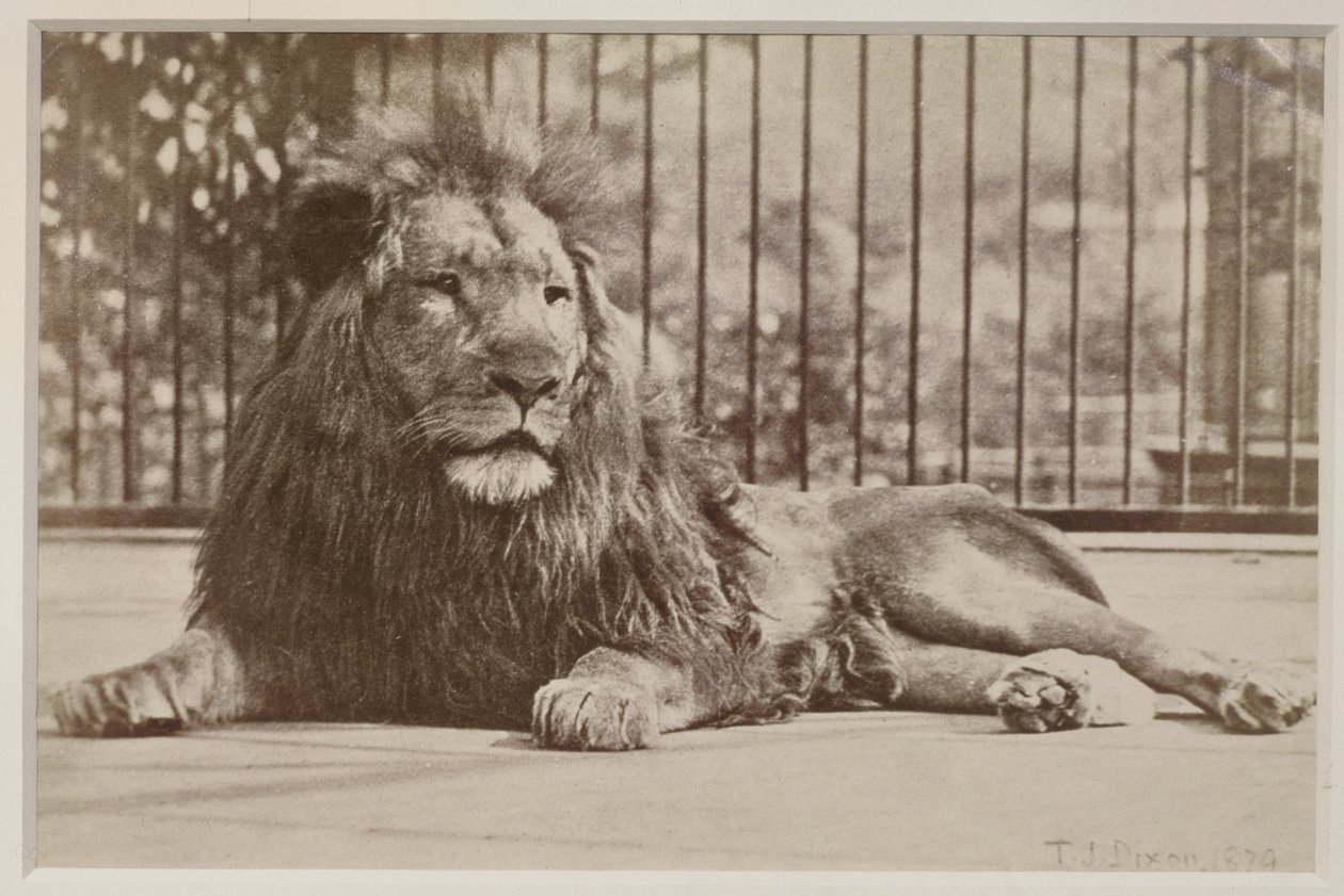 Løve i bur, 1879 (albumenprint) af T.J. Dixon