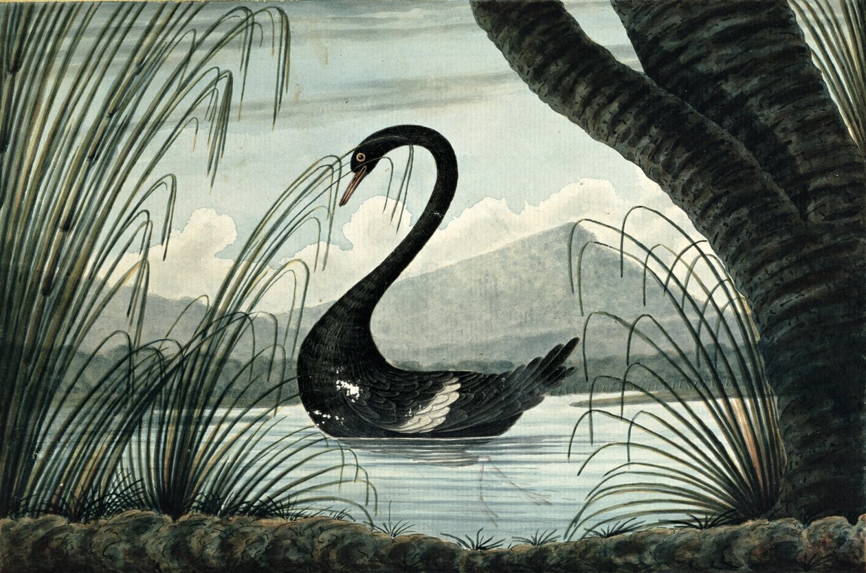 Den Sorte Svane, 1813 af T.R. Browne