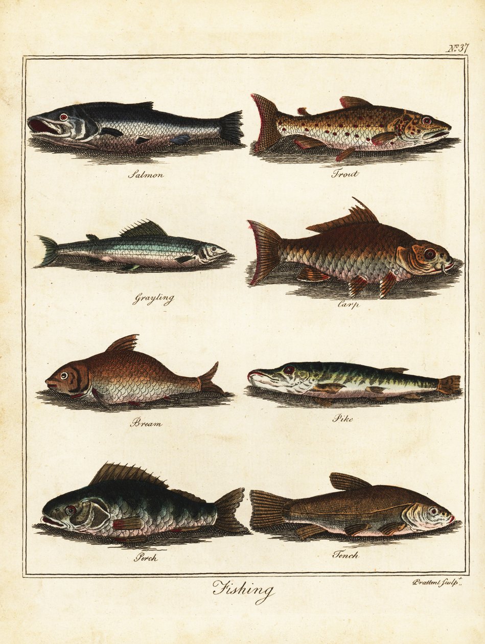 Fiskeri: laks, ørred, stalling, karper, brasen, gedde, aborre, tenc 1792 (gravering) af T. Prattent