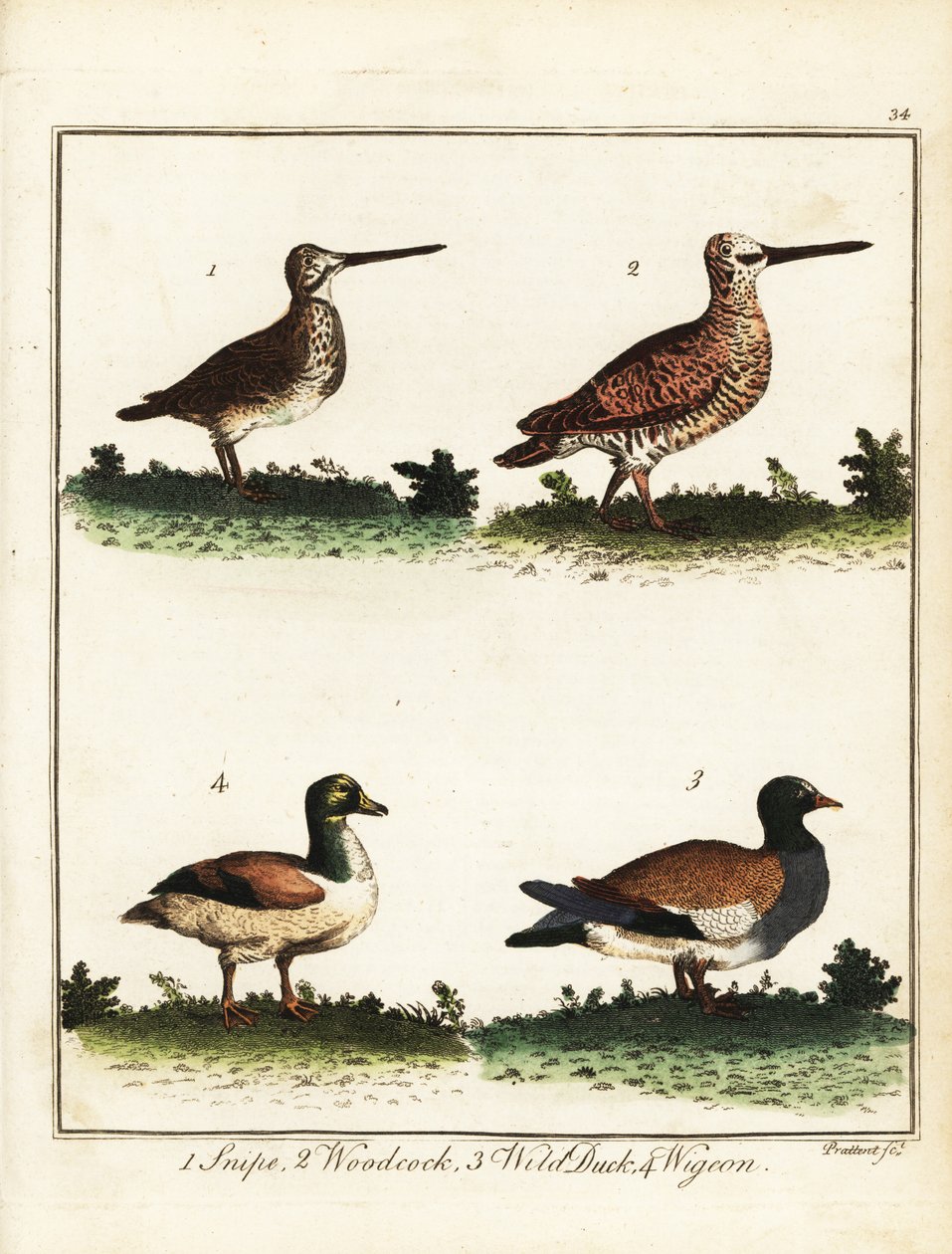 Fuglevildt: Snipe, skovsneppe, vildand og pike. 1792 (gravering) af T. Prattent