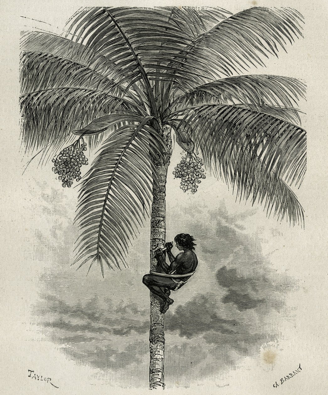 La recolte de la wax de palmier ceroxylon, dans le Quindio (Colombia), gravering af Taylor og Ferdinandus, for at illustrere historien L