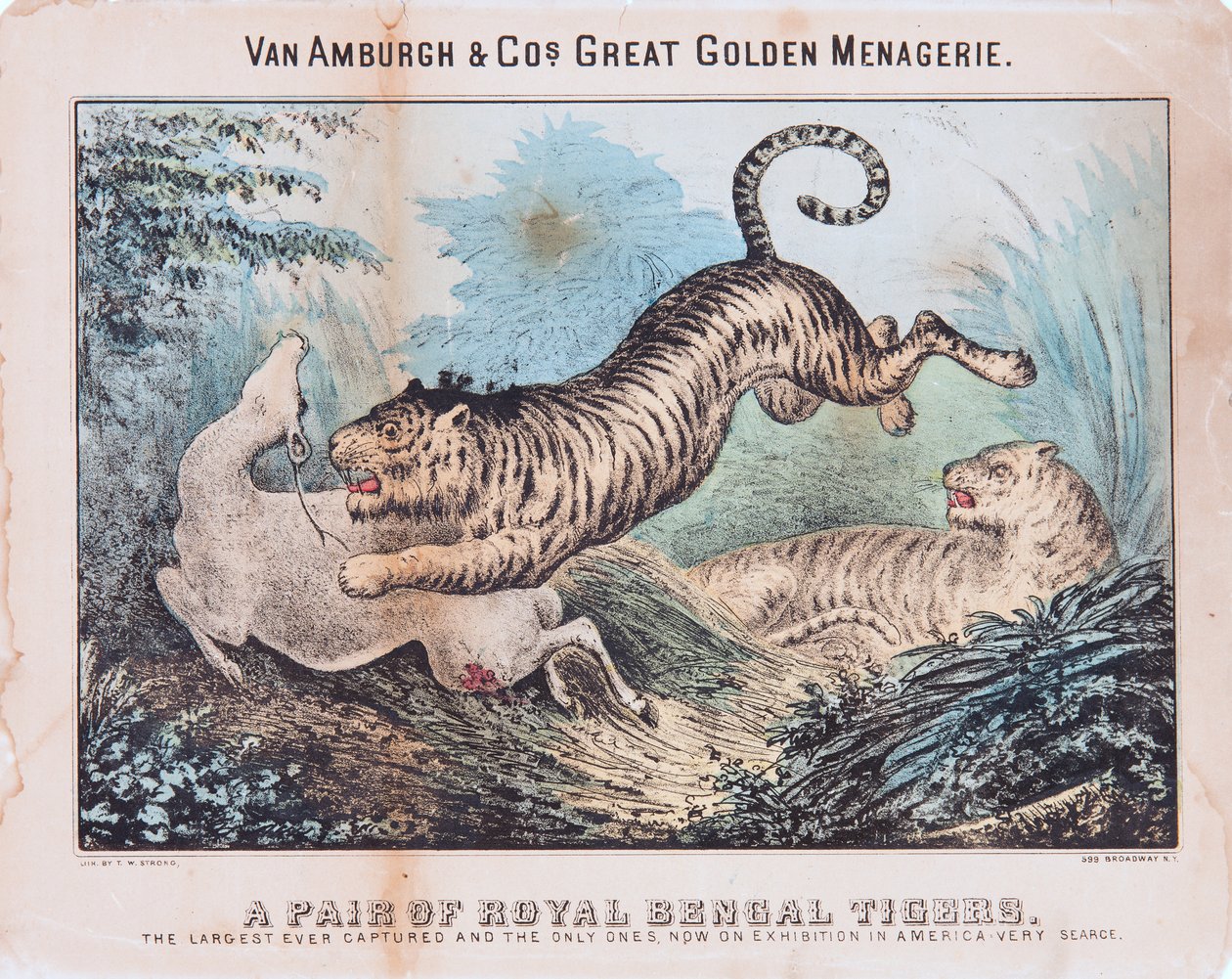 Et par kongelige bengalske tigre (wc på papir) af T. W. Strong