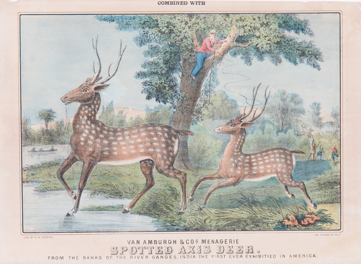 Spotted Axis Deer (wc på papir) af T. W. Strong