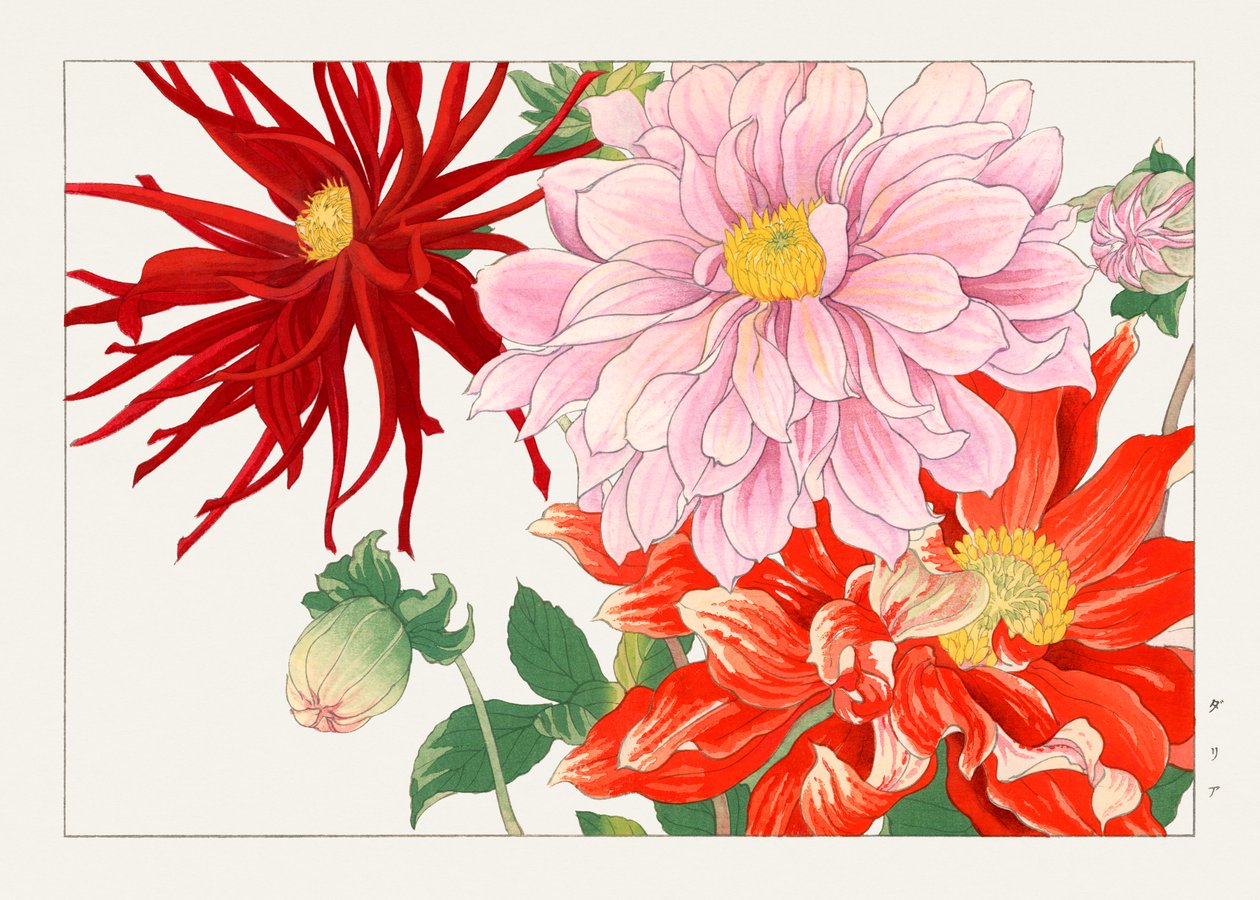 Dahlia-blomst fra "Seiyou Sokazufu" af Tanigami Konan