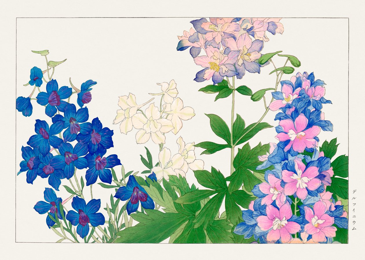 Delphinium-blomst fra "Seiyou Sokazufu" af Tanigami Konan