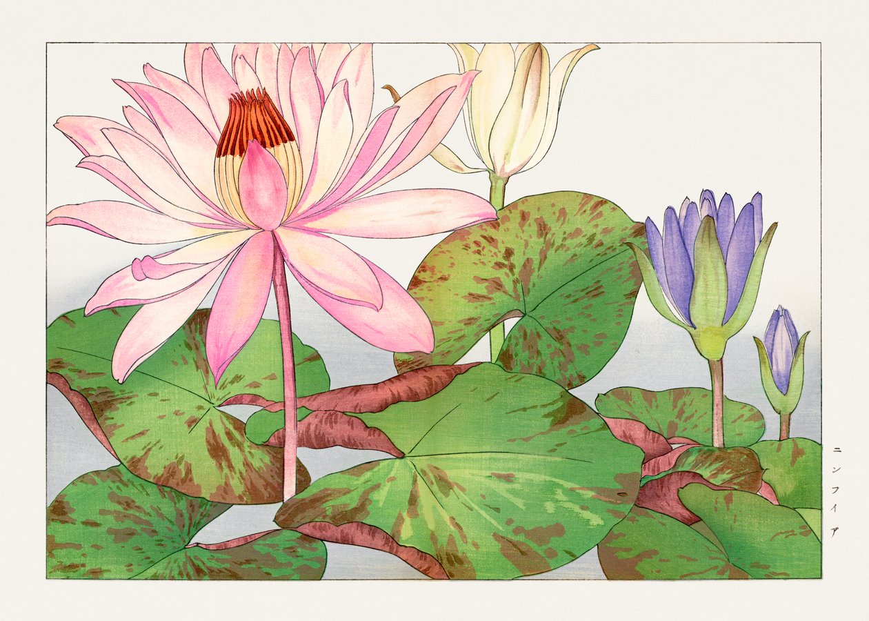 Nymphaea lotus fra "Seiyou Sokazufu af Tanigami Konan