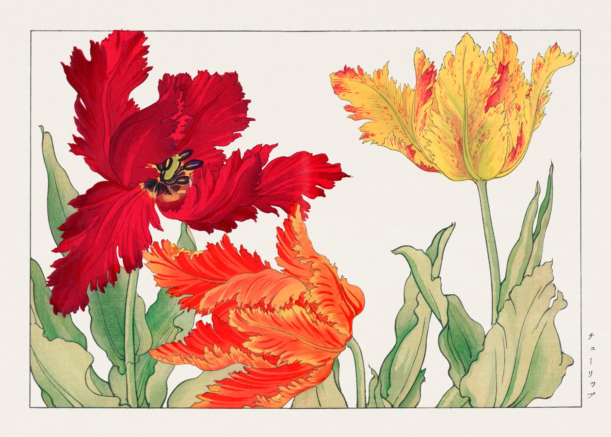 Papegøje-tulipan fra "Seiyou Sokazufu" af Tanigami Konan