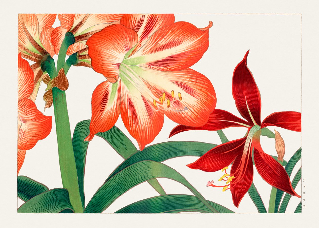 Vintage amaryllisblomst fra "Seiyou Sokazufu" af Tanigami Konan