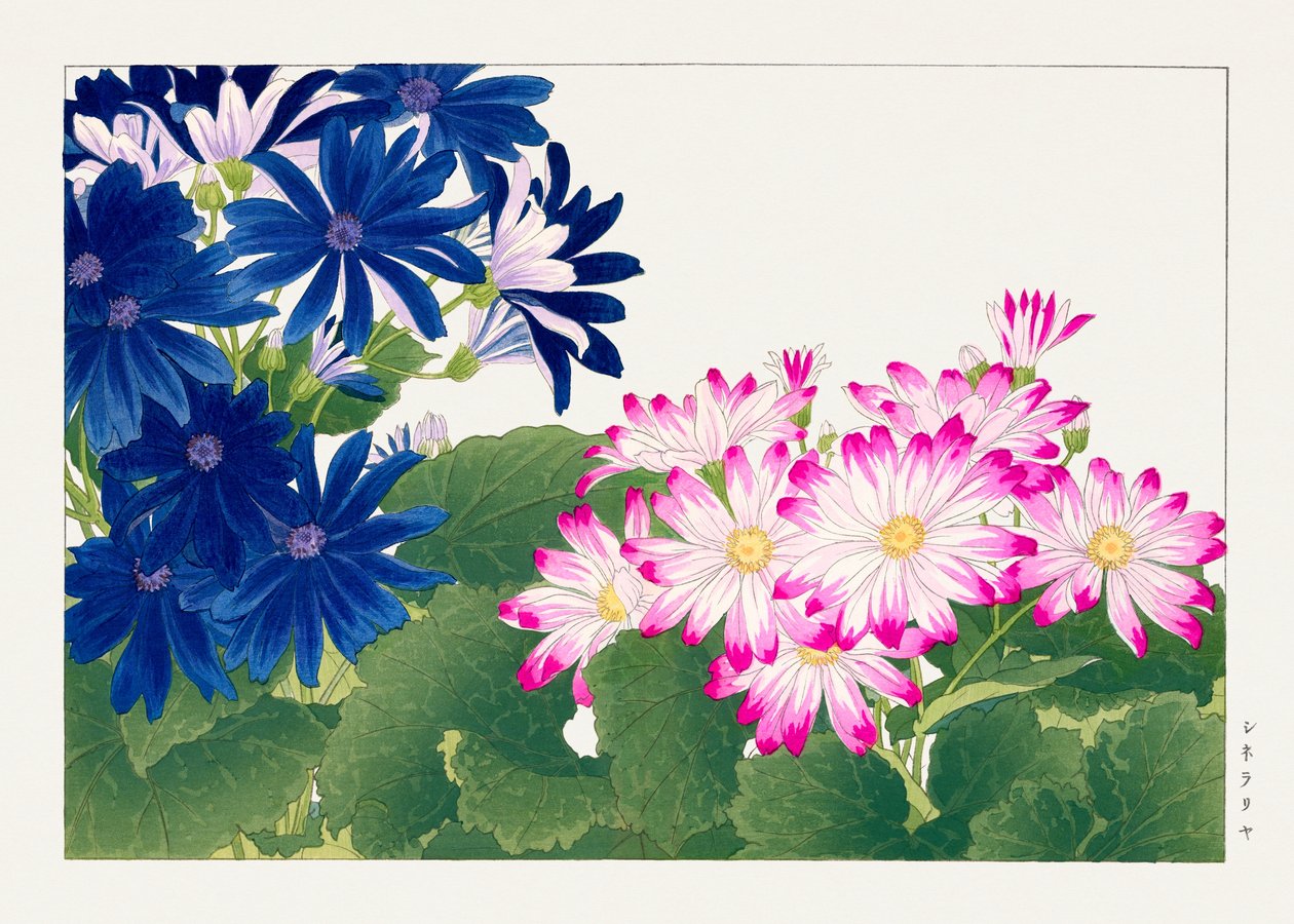 Vintage cineraria-blomst fra "Seiyou Sokazufu" af Tanigami Konan