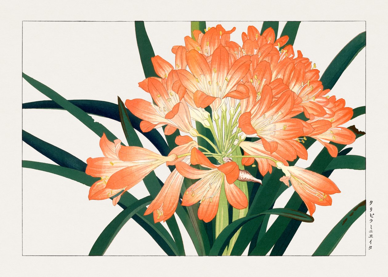 Vintage cliviminiata-blomst fra "Seiyou Sokazufu" af Tanigami Konan