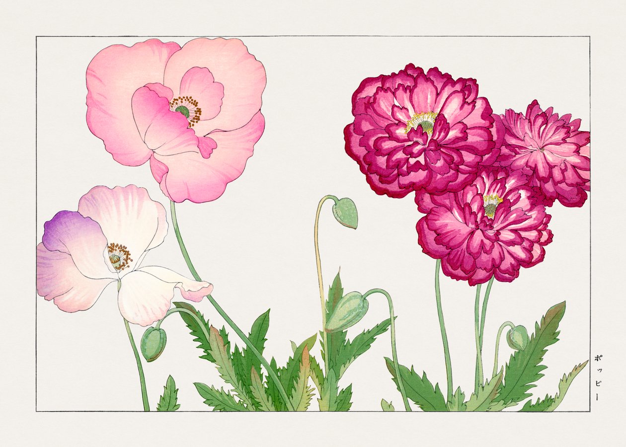 Vintage valmueblomst fra "Seiyou Sokazufu" af Tanigami Konan