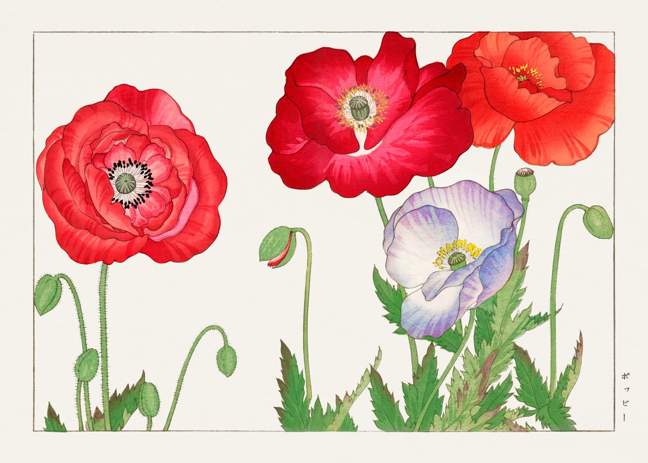 Vintage valmueblomst fra "Seiyou Sokazufu" af Tanigami Konan