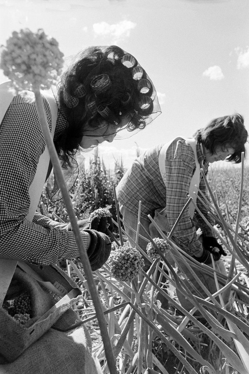 Familiefarmeren Ed Ker på A.M. Ker Ranch dyrker alfalfa- og... af Ted Spiegel