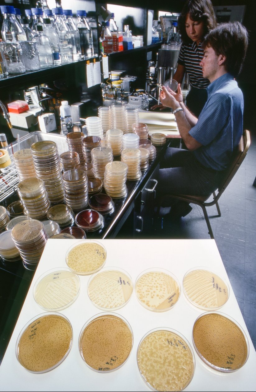 Ph.d.-studerende ved University of Illinois studerer rekombinant DNA i Library of... af Ted Spiegel